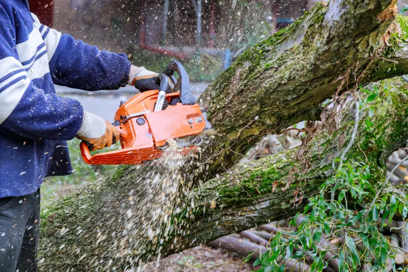 As a result of hurricane storm, a worker with chainsaw saws down trees that are falling onto the asphalt